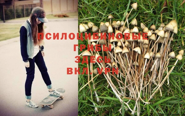 гашик Зерноград